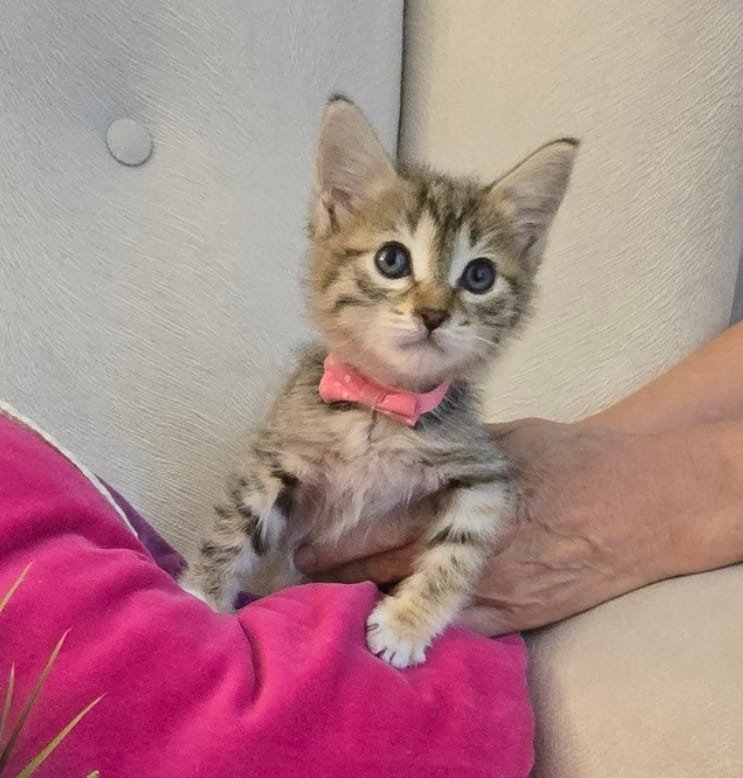 patisu - Sahiplenme İlanı